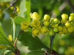 Pflanze, Foto 3***