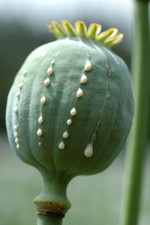 Pflanze, Foto 4***
