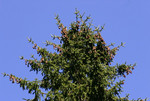 Pflanze, Foto 1**

