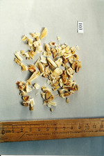 Droge, Foto****