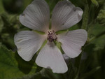 Pflanze, Foto 3***

