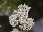 Pflanze, Foto 3**
