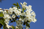 Pflanze, Foto 1**

