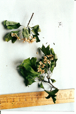Droge, Foto****