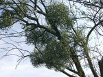 Pflanze, Foto 2**
