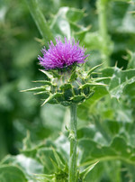 Pflanze, Foto 3***
