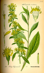 S. virgaurea, Zeichnung*
