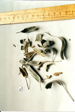 Droge, Foto 2***