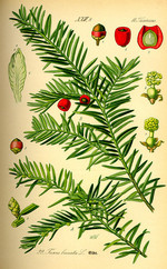 T. baccata, Zeichnung*
