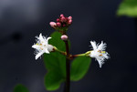 Pflanze, Foto 3***
