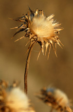 Pflanze, Foto 4***
