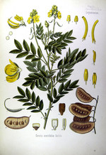C. senna, Zeichnung*

