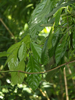 Pflanze, Foto 2**
