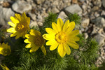 Pflanze, Foto 2***
