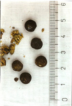 Droge, Foto 2***