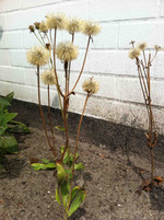 Pflanze, Foto 2**
