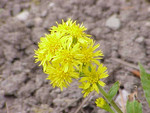 S. virgaurea, Foto 2*
