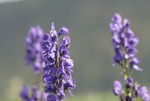 Pflanze, Foto 2***