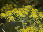 Pflanze, Foto 3***
