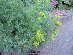 Pflanze, Foto 1***

