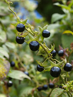 Pflanze, Foto 3***
