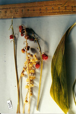 Droge, Foto****