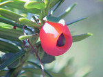 T. cuspidata, Foto 2***