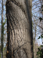 Pflanze, Foto 2**
