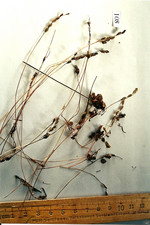 Droge, Foto****
