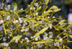Pflanze, Foto 4***
