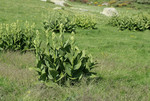 Pflanze, Foto 1**
