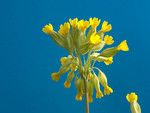 P. veris, Foro 3***