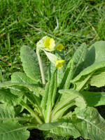P. veris, Foto 2**

