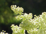 Pflanze, Foto 2*
