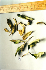 Droge, Foto****