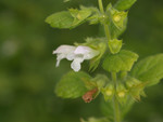 Pflanze, Foto 3***
