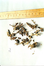 Droge, Foto 2***