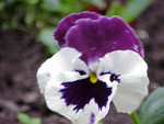 Pflanze, Foto 2**
