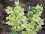 P. veris, Foto***
