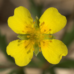 Pflanze, Foto 2**
