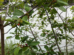 Pflanze, Foto 2**
