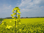 Pflanze, Foto*
