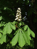 Pflanze, Foto 2**
