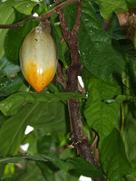 Pflanze, Foto 3***
