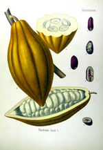 Kakaobohnen, Zeichnung*
