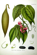 Pflanze, Zeichnung*