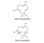 Caryophyllen