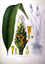 Pflanze, Zeichnung*
