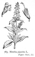 Pflanze, Zeichnung 2*

