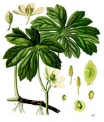 Pflanze, Zeichnung*
